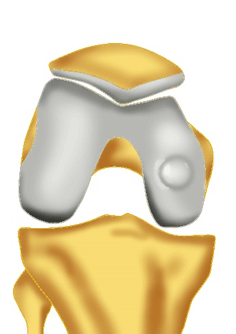 shoulder