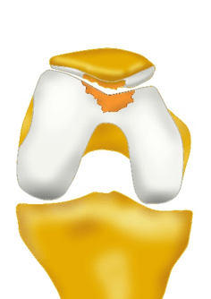 shoulder